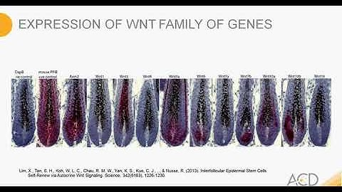 Whole Mount Zebrafish Embryos