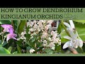 How to grow Australian Dendrobium kingianum orchids!
