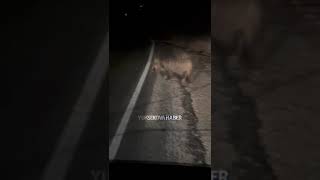 Şapatanda Yaban Domuzu Görüntülendi