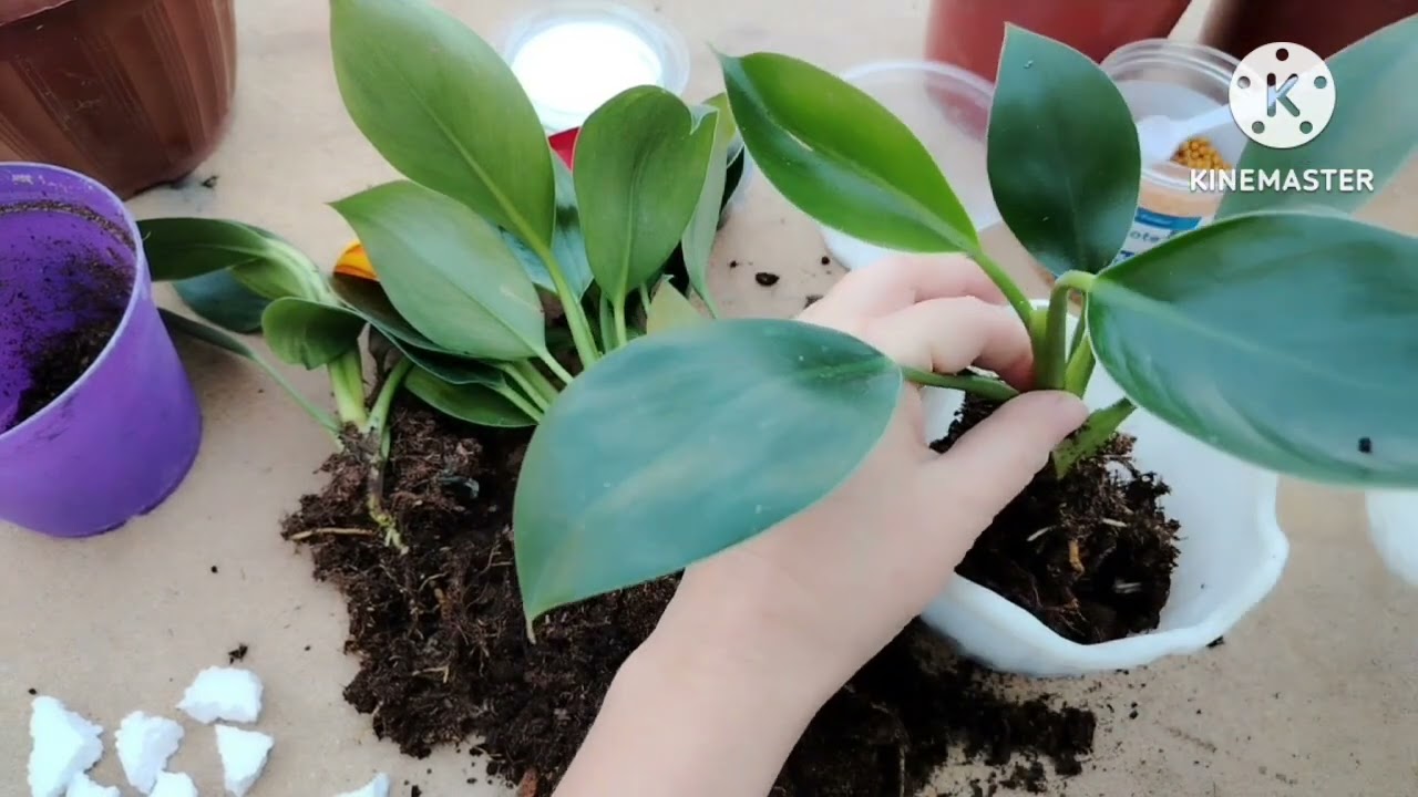 Emperator Gulini qanday tuproqqa ekish kerak.Albatta kuring.