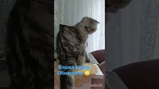 Кошка Кейси,наша Любимка,хулиганит 🤥😍 #нашажизньлн #cat #catlover