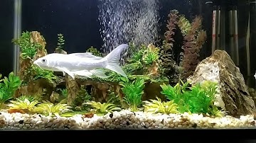 سورة طه بصوت القارئ معاذ الخلطي