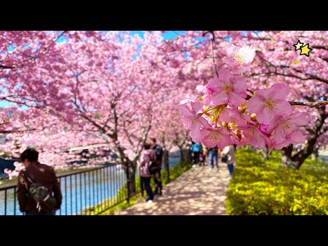 Video: Cherry Blossom фестивалынын транспорттук колдонмосу