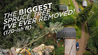 The BIGGEST Spruce Tree I've Ever Removed