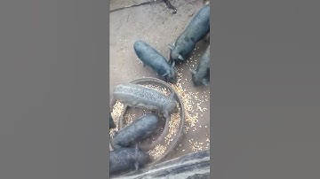 yug npua nawb coj nej mus saib