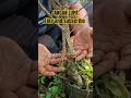 Hasil pecah batang dari pohon #bonsai #bonsaitree #ficusplant #edukasi