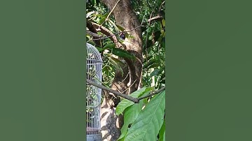 MIKAT BURUNG KONIN