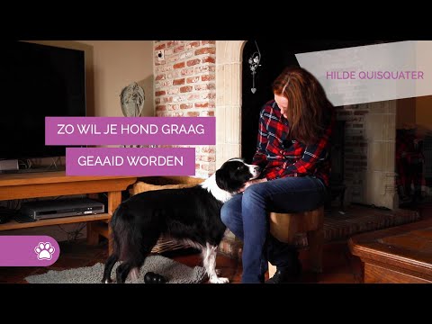 Video: Waarom De Hond Zich Niet Op Het Hoofd Laat Aaien: Niet Voor De Hand Liggende Redenen