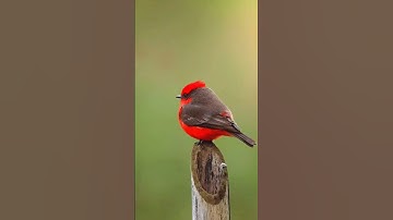 Vermilion Flycatcher: Stunning Bird Species #birds #flycatcher #video #yt #shorts