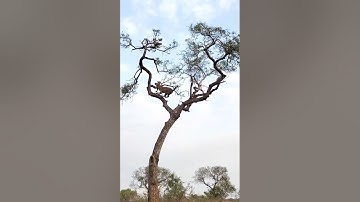 Leopard Hunts Monkey in a High-Stakes Treetop Chase!