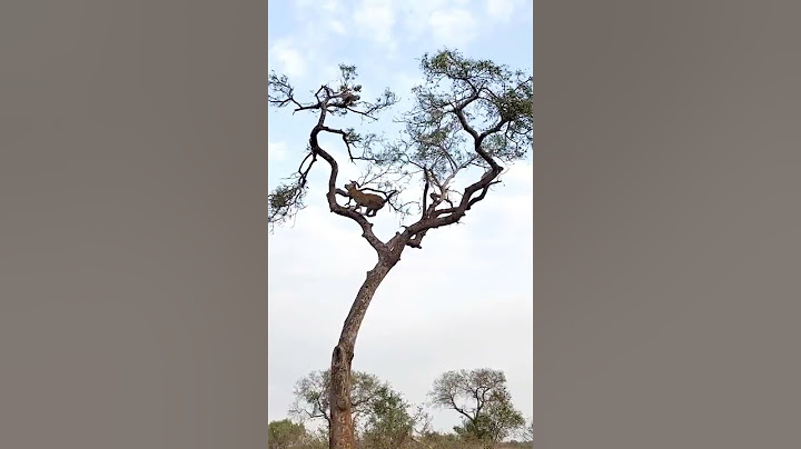 Leopard Hunts Monkey in a High-Stakes Treetop Chase!