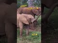 Funny baby elephant 🐘