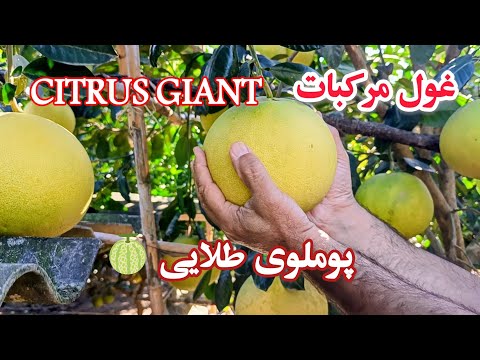 غول پیکر ترین پرتغال طبیعت ایران              