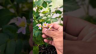 Potato Plants growing flowers ! DO THIS NOW OR GET SMALL POTATOES #tips #potato #garden
