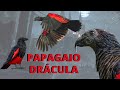 PAPAGAIO-DRÁCULA! VOCÊ CONHECE ESSA AVE MISTERIOSA E MUITO RARA? POR QUE ELE TEM ESSE NOME?