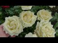 Саженцы от Н.Коровайной и очень красивое цветение роз,список в комментариях.