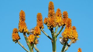 Agave + Wax Eye Birds - Again4K
