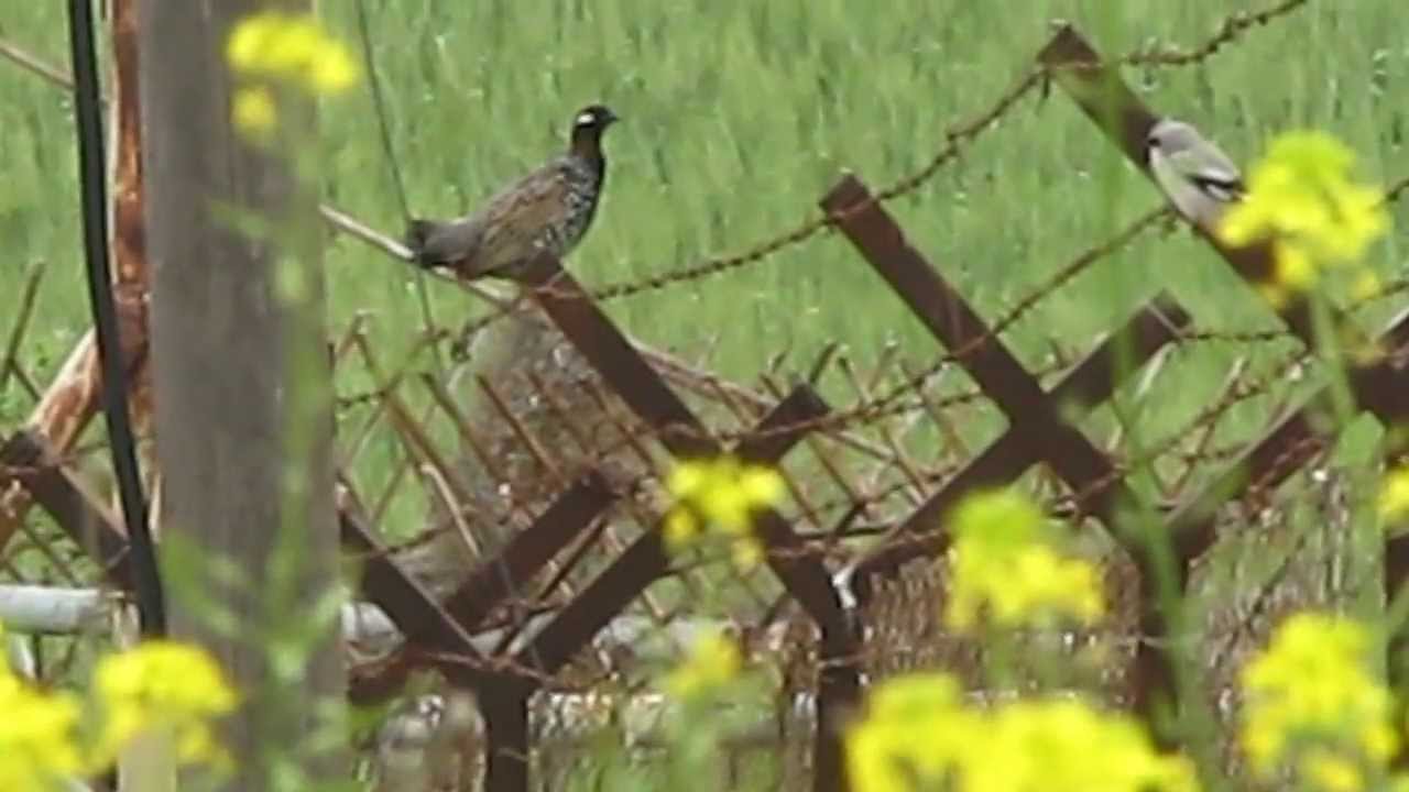 Black Francolin singing and watched by a Shrike 