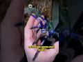 This Spider Looks Like It’s Made of Sapphire 💙🕷️ #shortvideo #short #facts