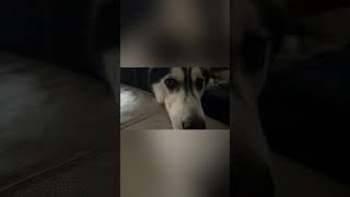 #husky  #dog #doglover  #dogbreed  #huskies by Bella 152 views 8 months ago 5 minutes, 7 seconds