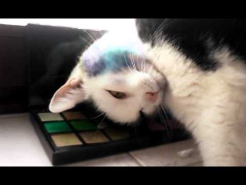 Image result for cats with makeup