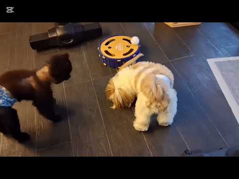 THEY GOT BORED SO I NEED TO PLAY WITH THEM #dog #cat