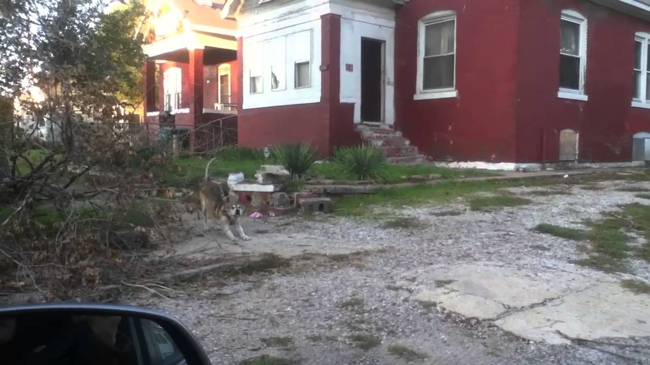 rescue dogs rock nyc Dodger and Rambler, Stray Dogs in East St. Louis | Gateway Pet Guardians