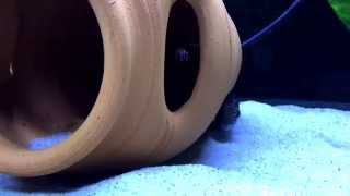 Grammodes approx 3 long. Very skittish and hard to get pics or video of.
Video is courtesy of TylerDurden member of Crazy Cichlid Keepers. Grammodes approx 3 long. Very skittish and hard to get pics or video of.