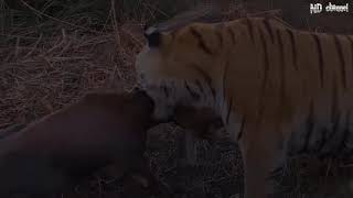 Wild Animals 2019   Epic Battle Of King Hyena Vs Leopard, Tiger vs Buffalo, Wild Dogs vs Wildebeest