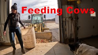 Feeding Cows Potatoes