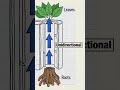 Plant Transport System Easy Trick 🌱 | Xylem &amp; Phloem Explained#BiologyShorts#ExamReady#2MarksSure