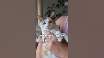 why baby shaped? #cat #calico #cutecat