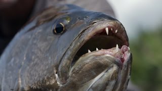 This Toothy Monster Has Been Terrorizing People In Papua New Guinea