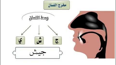التجويد المبسط  - مخارج الحروف -  مخرج اللسان