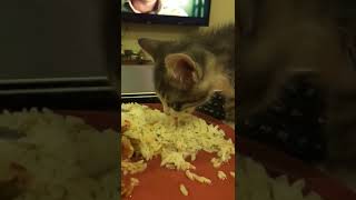 Pilav Yiyen Kedi Kedi Videolari Yavru Kedi Ne Yer Yavru Kedi Nasil Beslenir Shorts Youtube