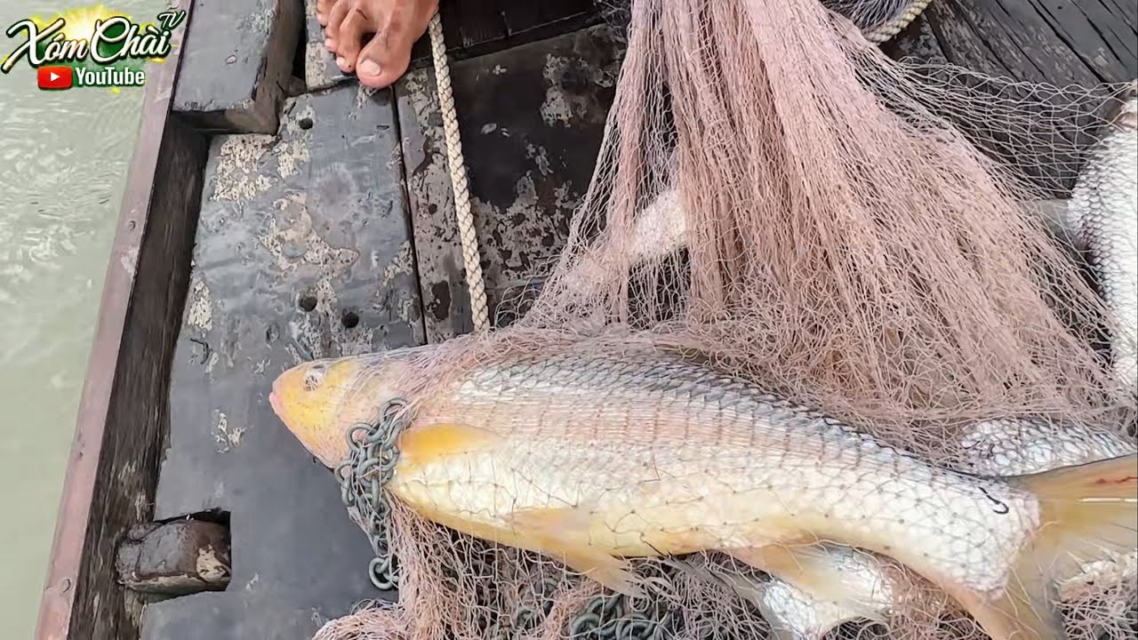 Một Chài 7 Em Cá Cóc Quá Đã Mọi Người Ơi #fishing #mientay #xomchaitv 