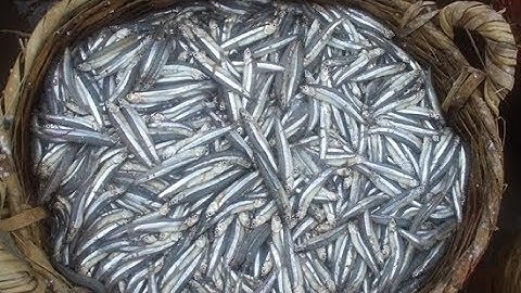 [Video] - Ngư dân Lý Sơn trúng đậm cá cơm than