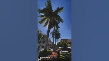 2022 Infiniti QX60 || Naples Infiniti ☀️#Shorts