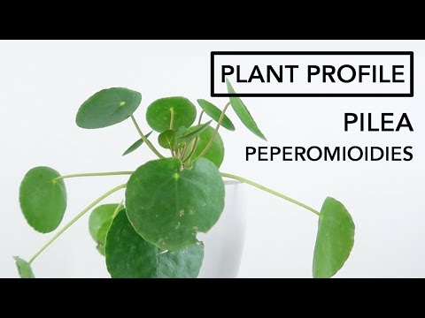 Pilea Peperomioides Light and Water Requirements | Plant Profile