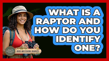 What Is A Raptor And How Do You Identify One? - Bird Watching Diaries