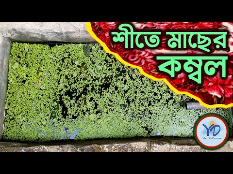 ভিডিও: শরত্কালে মাছ কীভাবে