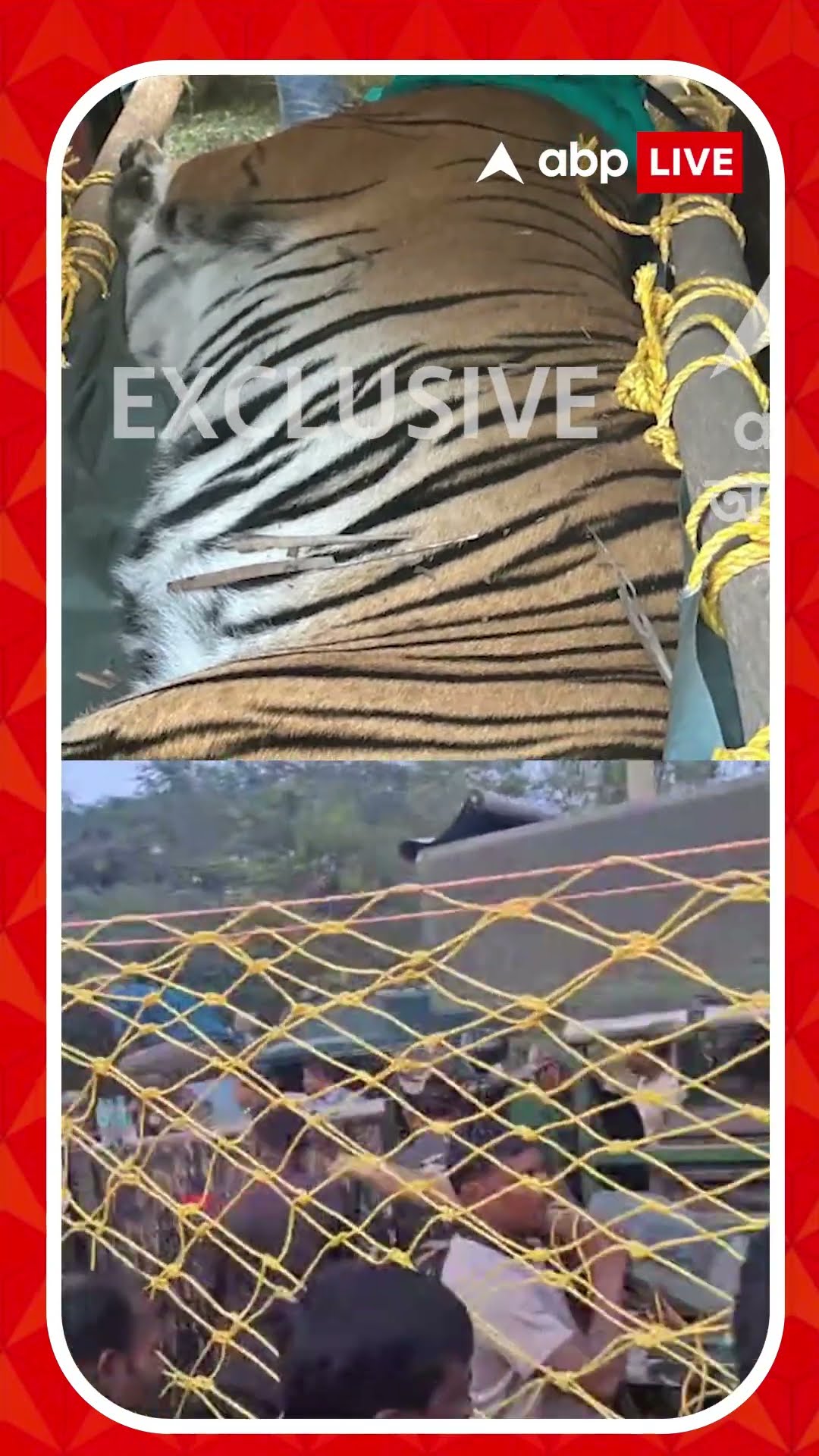 জঙ্গলমহলের সফর শেষে জালে সিমলিপালের বাঘিনী