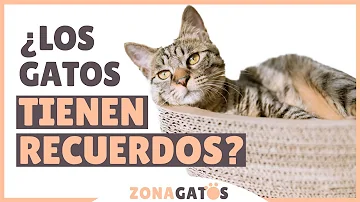 ¿Tienen memoria los gatos?