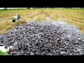 WOW! a lot Catfish - Catching & Fishing at Rice Field - Best Fishing 2021