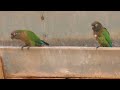 TIRIBA-FOGO comendo sal no cocho do gado (PYRRHURA DEVILLEI), BLAZE-WINGED PARAKEET, Ave rara.