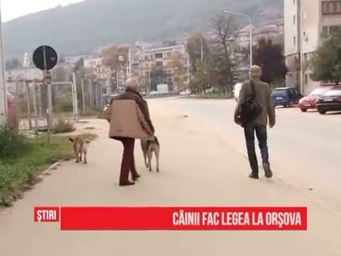 Câinii fac legea la Orșova