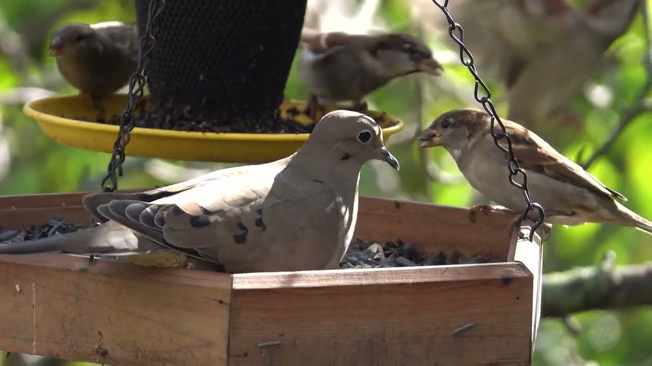 hd-mourning-doves-grackles-and-sparrows-at-backyard-bird-feeder-close
