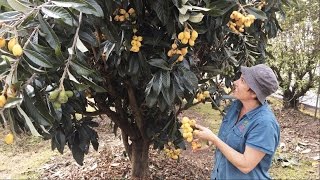 Grafted Loquat Nagasakiwase - How we got our best crop ( Fruits in the Spring )