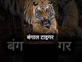 Bengal tiger | bagh