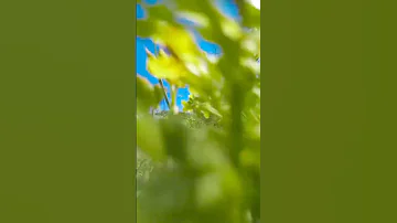 أزهار صفراء إنها جميلة يا أرض الربيع الدائم اكسبلور ربيع 
